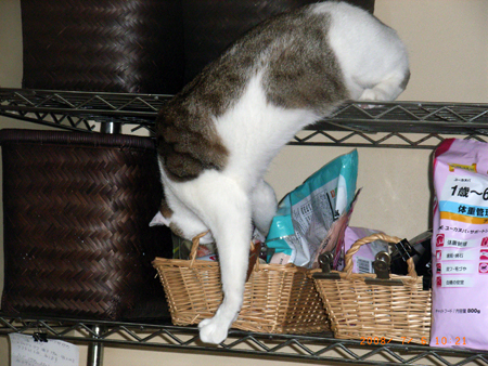 2008.07.16syo-001.jpg